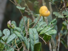 Cupania