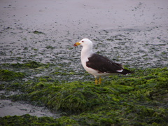 Larus belcheri