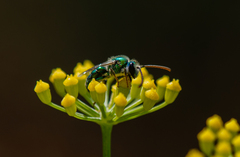 Callistochlora chloris
