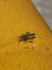 Meropachyini