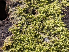 Lophocolea heterophylla