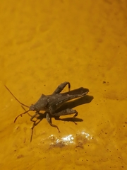 Meropachyini