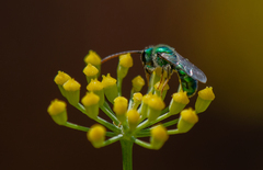 Callistochlora chloris