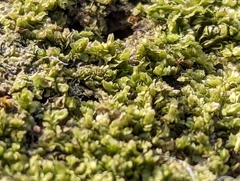 Lophocolea heterophylla