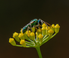 Callistochlora chloris