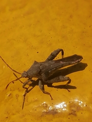 Meropachyini