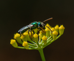 Callistochlora chloris