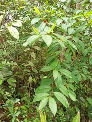 Erythroxylum glaucum