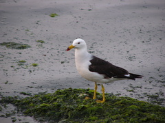 Larus belcheri