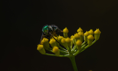 Callistochlora chloris