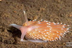 Facelina bostoniensis