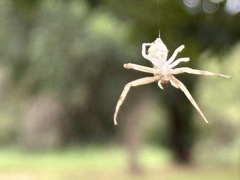 Runcinioides litteratus