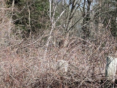 Junco hyemalis