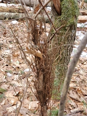 Calyptospora columnaris