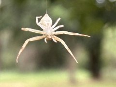 Runcinioides litteratus