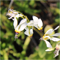 Primula clevelandii