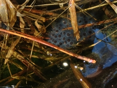 Ambystoma maculatum