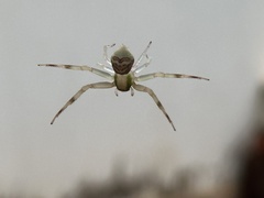 Runcinioides litteratus