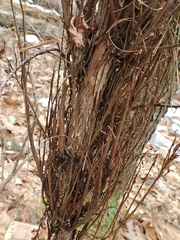 Calyptospora columnaris