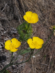 Ranunculus gramineus