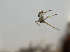 Runcinioides litteratus