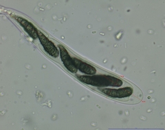 Splanchnonema platani