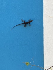 Anolis