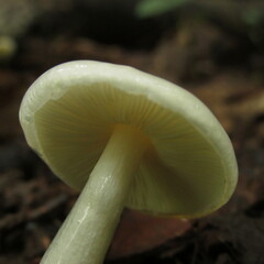 Zhuliangomyces illinitus