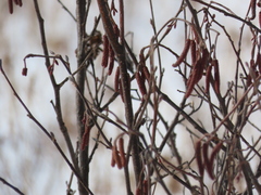 Alnus incana rugosa