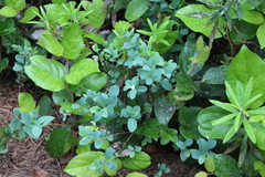 Vaccinium uliginosum