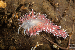 Carronella pellucida