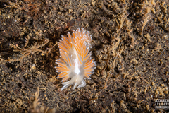 Coryphella monicae