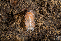 Coryphella monicae