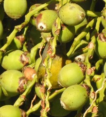 Leiothlypis ruficapilla