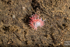 Carronella pellucida