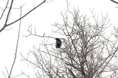 Corvus corax