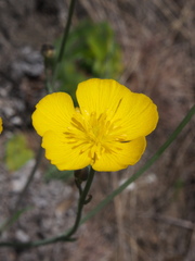 Ranunculus gramineus