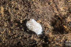 Favorinus blianus