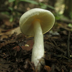 Zhuliangomyces illinitus