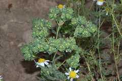 Euphorbia falcata