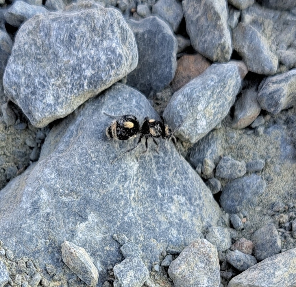 Tallium lattkei