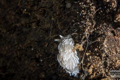 Favorinus blianus