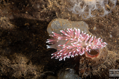 Carronella pellucida