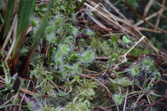 Drosera rotundifolia