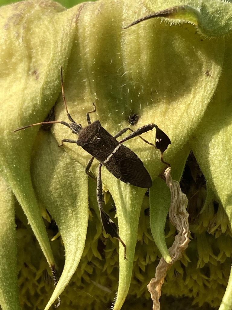 Eastern leaf-footed bug (Leptoglossus phyllopus)