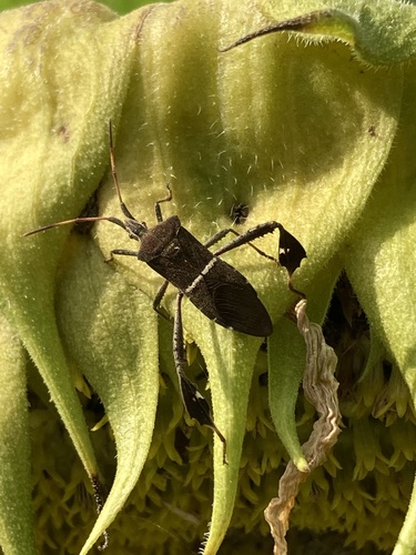 Eastern Leaf-footed Bug photo 4