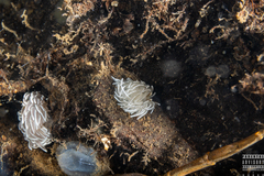 Favorinus blianus