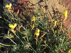 Acmispon rigidus