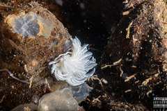 Favorinus blianus