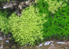 Trichostomum crispulum